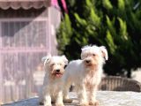 Beyaz Mi̇nyatür Schnauzer Yavrular