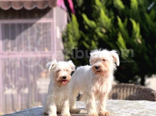 Beyaz Mi̇nyatür Schnauzer Yavrular görsel