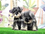 Mükemmel Kali̇tede Mi̇nyatür Schnauzer Yavrular