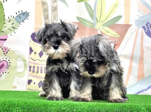 Mükemmel Kali̇tede Mi̇nyatür Schnauzer Yavrular görsel