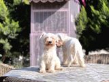 Beyaz Mi̇nyatür Schnauzer Yavrular