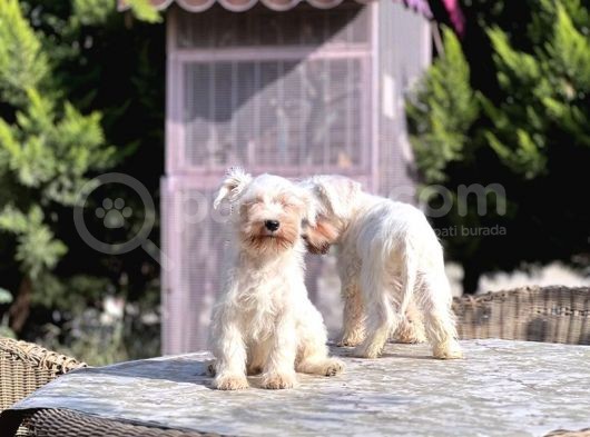 Beyaz Mi̇nyatür Schnauzer Yavrular görsel