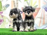 Mükemmel Kali̇tede Mi̇nyatür Schnauzer Yavrular