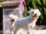 Beyaz Mi̇nyatür Schnauzer Yavrular