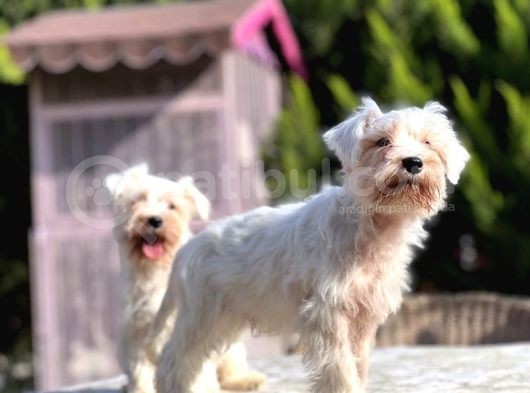 Beyaz Mi̇nyatür Schnauzer Yavrular görsel