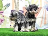 Mükemmel Kali̇tede Mi̇nyatür Schnauzer Yavrular
