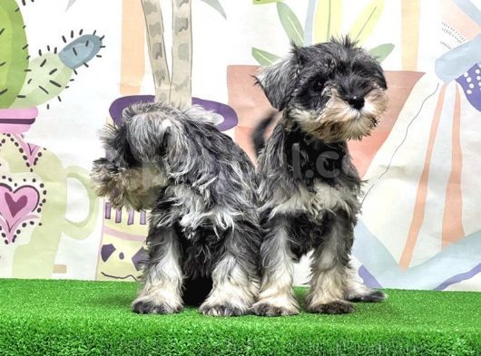 Mükemmel Kali̇tede Mi̇nyatür Schnauzer Yavrular görsel