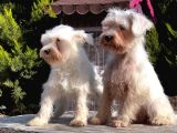 Beyaz Mi̇nyatür Schnauzer Yavrular
