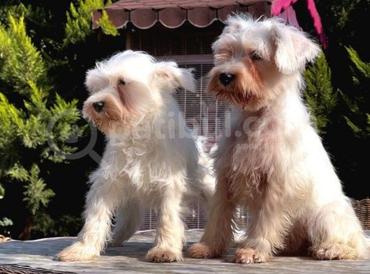 Beyaz Mi̇nyatür Schnauzer Yavrular görsel