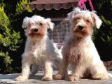 Beyaz Mi̇nyatür Schnauzer Yavrular