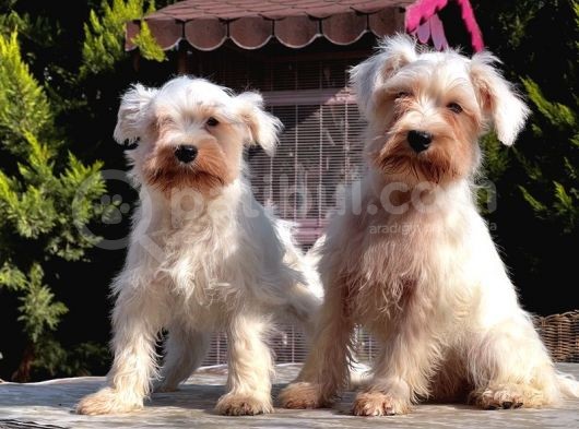 Beyaz Mi̇nyatür Schnauzer Yavrular görsel