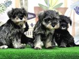Mükemmel Kali̇tede Mi̇nyatür Schnauzer Yavrular