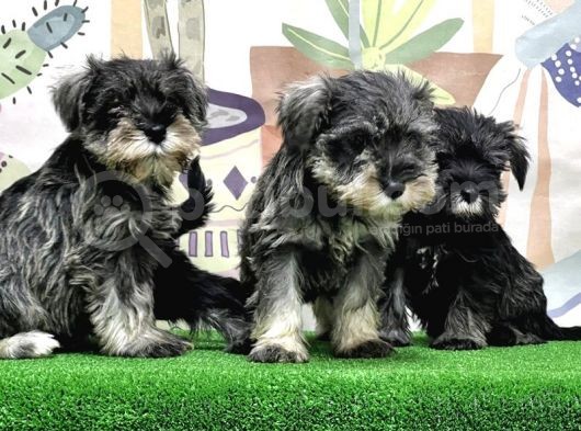 Mükemmel Kali̇tede Mi̇nyatür Schnauzer Yavrular görsel