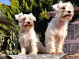 Beyaz Mi̇nyatür Schnauzer Yavrular