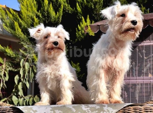 Beyaz Mi̇nyatür Schnauzer Yavrular görsel