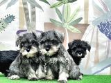 Mükemmel Kali̇tede Mi̇nyatür Schnauzer Yavrular