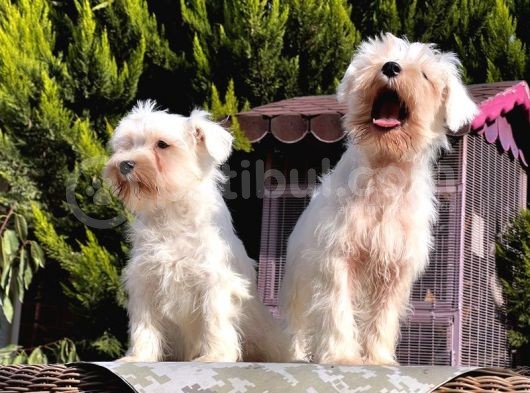 Beyaz Mi̇nyatür Schnauzer Yavrular görsel