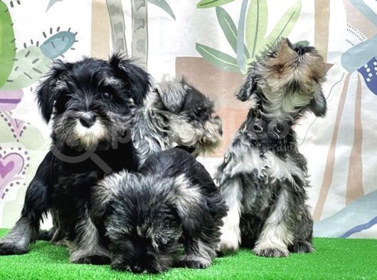Mükemmel Kali̇tede Mi̇nyatür Schnauzer Yavrular görsel
