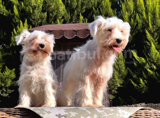 Beyaz Mi̇nyatür Schnauzer Yavrular görsel