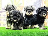 Mükemmel Kali̇tede Mi̇nyatür Schnauzer Yavrular
