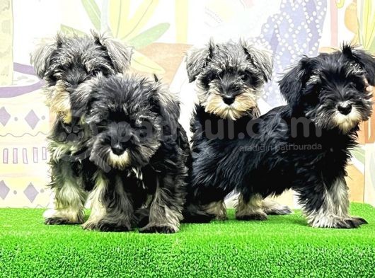 Mükemmel Kali̇tede Mi̇nyatür Schnauzer Yavrular görsel