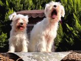 Beyaz Mi̇nyatür Schnauzer Yavrular