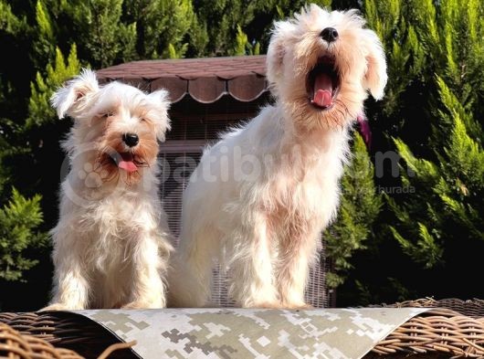 Beyaz Mi̇nyatür Schnauzer Yavrular görsel