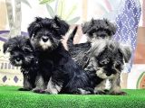 Mükemmel Kali̇tede Mi̇nyatür Schnauzer Yavrular