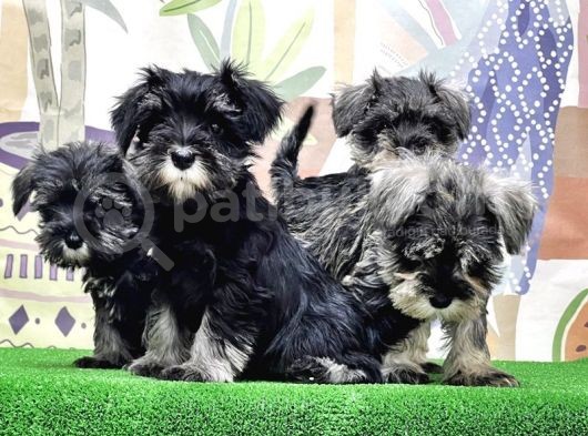 Mükemmel Kali̇tede Mi̇nyatür Schnauzer Yavrular görsel