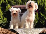 Beyaz Mi̇nyatür Schnauzer Yavrular