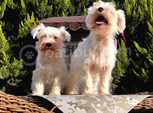 Beyaz Mi̇nyatür Schnauzer Yavrular görsel