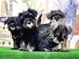 Mükemmel Kali̇tede Mi̇nyatür Schnauzer Yavrular