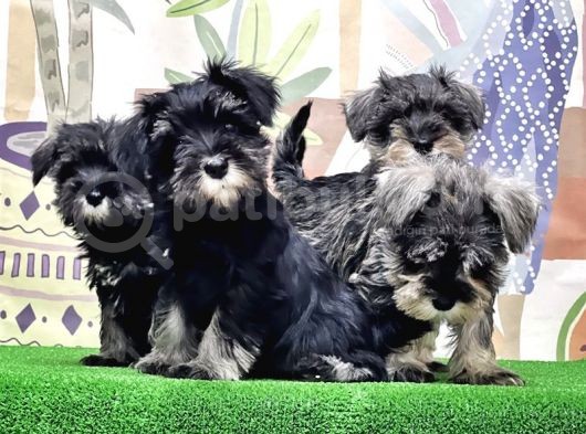 Mükemmel Kali̇tede Mi̇nyatür Schnauzer Yavrular