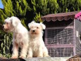 Beyaz Mi̇nyatür Schnauzer Yavrular