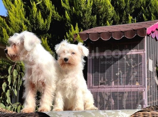 Beyaz Mi̇nyatür Schnauzer Yavrular görsel