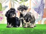 Mükemmel Kali̇tede Mi̇nyatür Schnauzer Yavrular