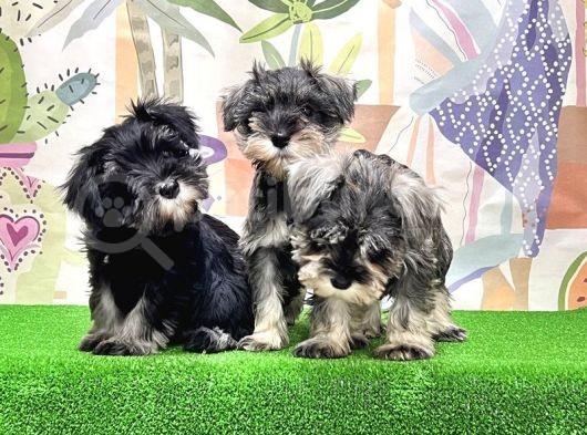 Mükemmel Kali̇tede Mi̇nyatür Schnauzer Yavrular görsel