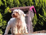 Beyaz Mi̇nyatür Schnauzer Yavrular