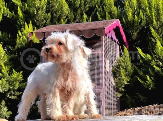 Beyaz Mi̇nyatür Schnauzer Yavrular görsel