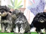 Mükemmel Kali̇tede Mi̇nyatür Schnauzer Yavrular