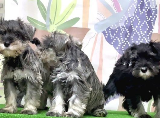 Mükemmel Kali̇tede Mi̇nyatür Schnauzer Yavrular görsel