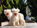 Beyaz Mi̇nyatür Schnauzer Yavrular