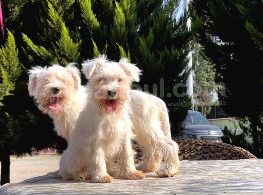 Beyaz Mi̇nyatür Schnauzer Yavrular görsel