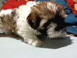 Shih Tzu Yavrular