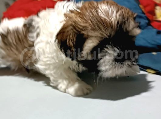 Shih Tzu Yavrular görsel