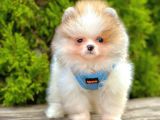 Safkan Teddy Bear Pomeranian Boo Yavrularımız