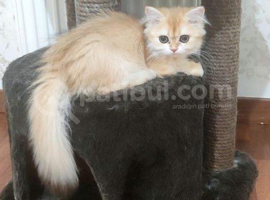 Dişi Ve Erkek Golden Bebek