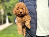 Red Brown Orji̇nal Poodle Yavrumuz