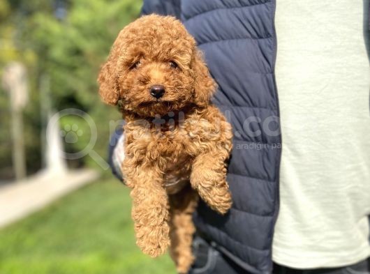 Red Brown Orji̇nal Poodle Yavrumuz görsel