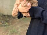 2 Aylık Erkek Ve Dişi Cavapoo Yavrularımız